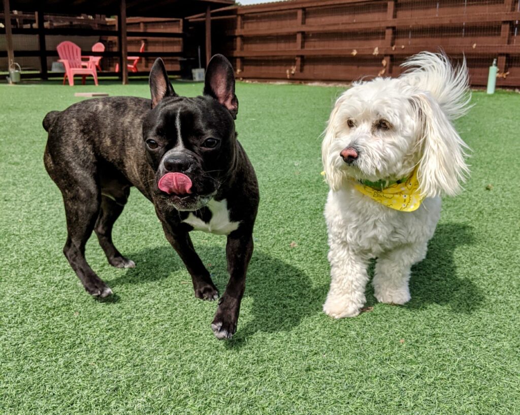 Dog Boarding San Luis Obispo, Oceano, Arroyo Grande, CA