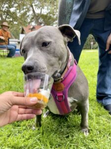 gray dog eating ice cream