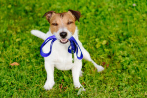 A Jack Russell Terrier holds a blue leash in its mouth for benefits of dog training blog.