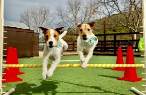 Two Jack Russell Terriers leap over a yellow and white striped hurdle for "How Often Do Most Dogs Go to Dog Daycare" blog.