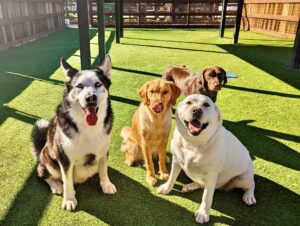 what does boarding mean in dog care