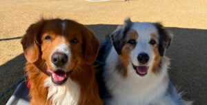 what-vaccines-does-my-dog-need-for-boarding