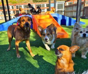 reasons-for-dog-daycare
