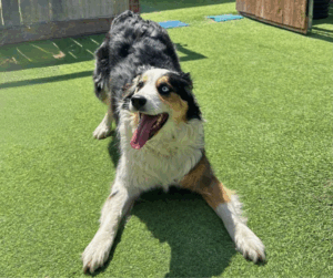 what-is-your-dog-trying-to-tell-you