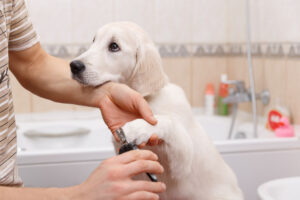 why-regular-grooming-is-crucial-for-pet-health