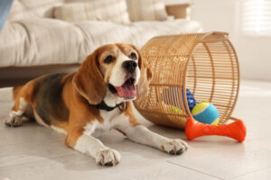 can-dogs-learn-to-clean-up-their-toys